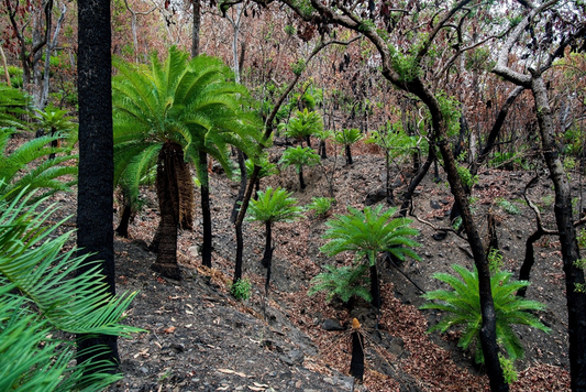 Cycads